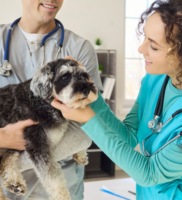veterinarians inspecting a dog