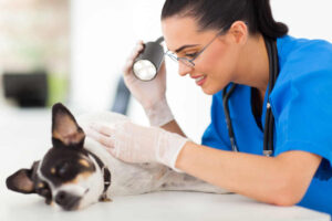 Mast Cell Tumors vs Histiocytomas in Dogs [10 pictures]