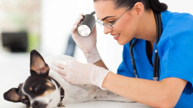veterinarian examining dog's skin with a light