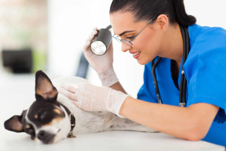 Mast Cell Tumors vs Histiocytomas in Dogs [10 pictures]