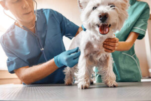 Dog Urine Scald: Causes & Treatments [Vet Advice]