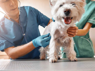 vet inspecting a dog