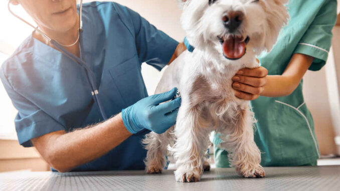 vet inspecting a dog