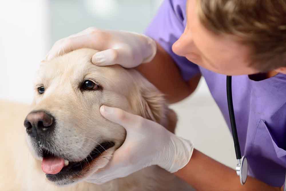 veterinarian inspecting a dog's eye
