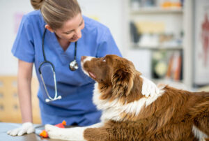 Clear Discharge from Female Dog: What to Do (Pregnant & Non-Pregnant Dogs)