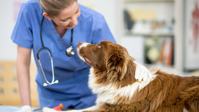 veterinarian interacting with dog at the office