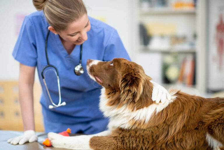 Clear Discharge from Female Dog: What to Do (Pregnant & Non-Pregnant Dogs)