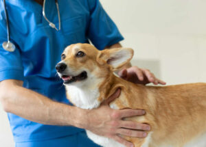 Treating Dog Hives at Home: 5 Steps From Our Vet