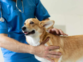 veterinarian doing a physical exam of a pembroke welsh corgi