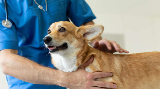 veterinarian doing a physical exam of a pembroke welsh corgi