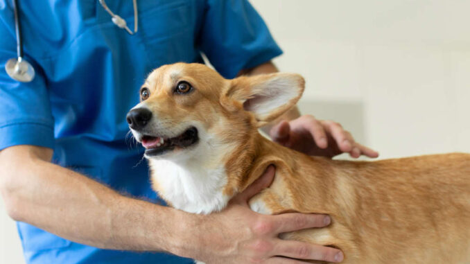 Hives dog clearance treatment