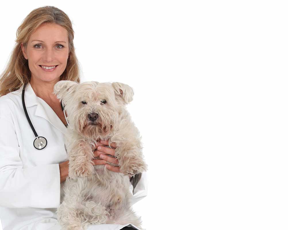 vet portrait with white dog
