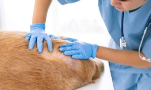 veterinarian inspecting dog with skin issues