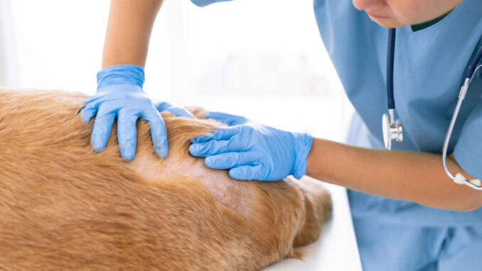 veterinarian inspecting dog with skin issues