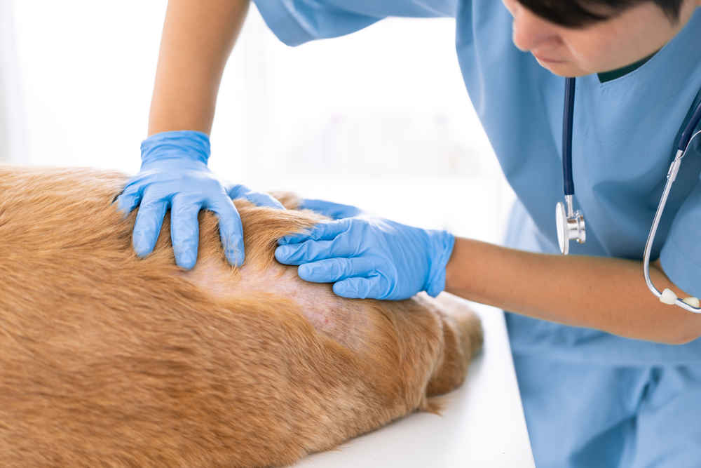 veterinarian inspecting dog with skin issues