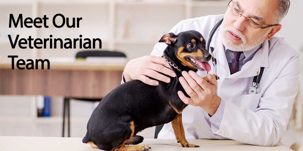 should you take your dog to the vet every year