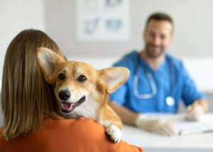 Diagnosing Lumps in Dogs: Fine Needle Aspirates (FNAs) and Biopsies