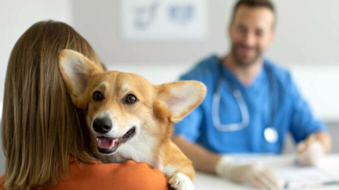 dog and pet owner at the vet