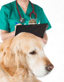 Veterinarian with older Golden Retriever