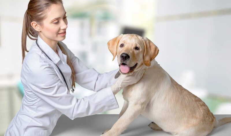 Dog Pain Relief - An Owner's Guide