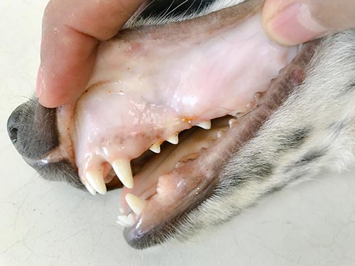 closeup picture showing a case of moderate dehydration in a dog's gum