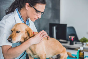 11 Types of HARD Lumps on Dogs [With Pictures]