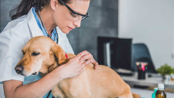 veterinarian examing dog fur