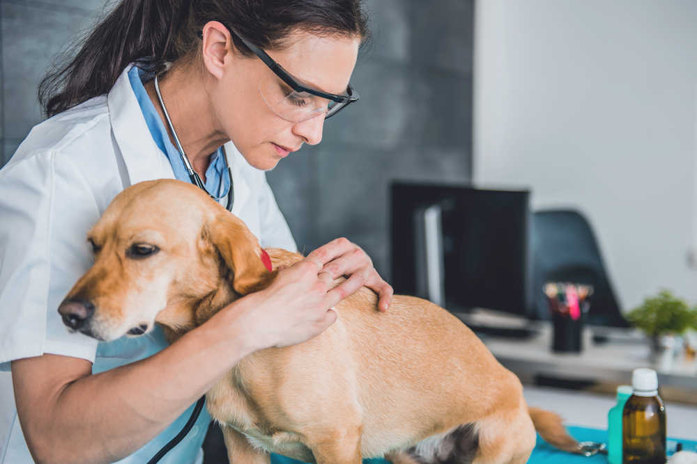 veterinarian examing dog fur