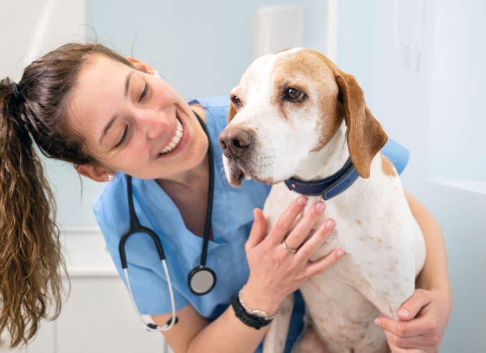 happy vet examining senior dog