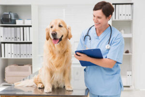 Dog with Scabs & Losing Hair: Our Vet Explains What to Do