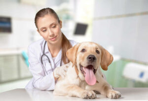 Dog Bacterial Skin Infections [With Pictures & Vet Advice]