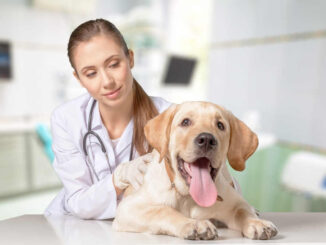 veterinarian with dog