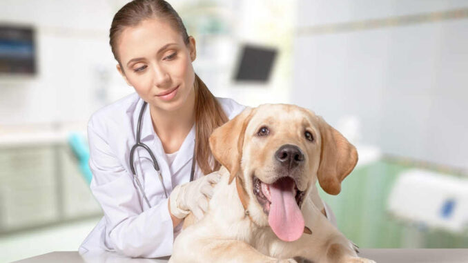 veterinarian with dog