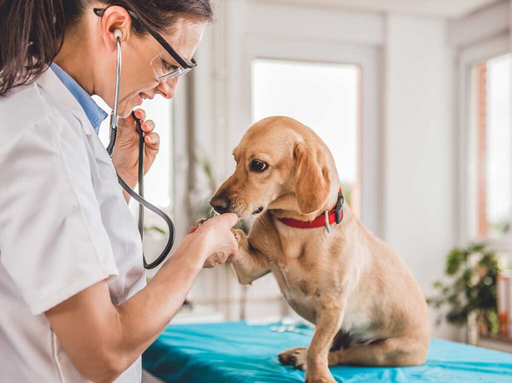 Veterinarian with dog