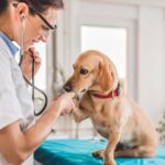 6 Common Issues with Senior Dogs that Owners Should Know About