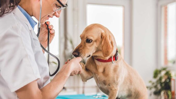 Veterinarian with dog
