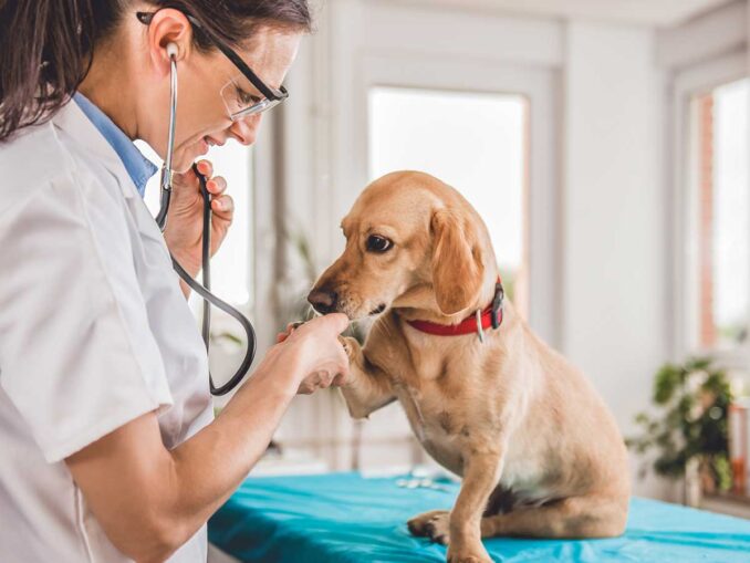 View of Senior Dog Barking for No Reason: Our Vet Explains What to Do