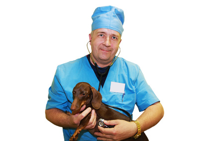 Veterinarian with older dachshund dog