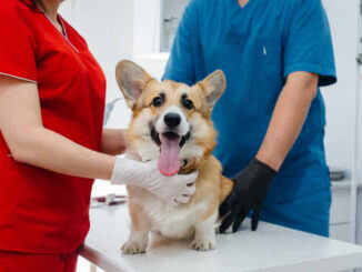 veterinary exam