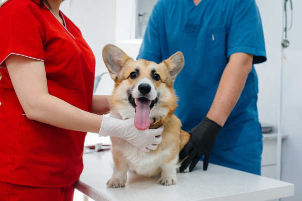 corgi during a veterinary exam