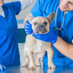 12 Common Dog Lumps and Bumps (with Pictures)