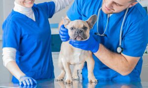 two veterinarians in scrub with small French bulldog