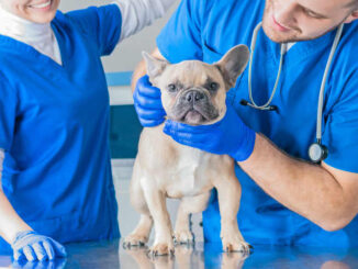two veterinarians in scrub with small French bulldog