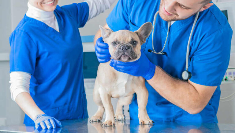 12 Common Dog Lumps and Bumps (with Pictures)