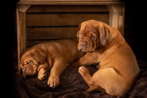 Should a Puppy Be Locked in a Crate All Night? [Dog Trainer Advice]
