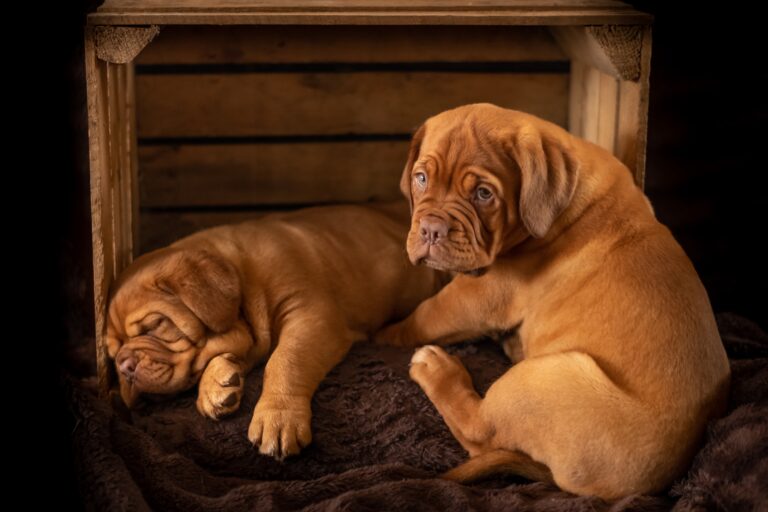Should a Puppy Be Locked in a Crate All Night? [Dog Trainer Advice]