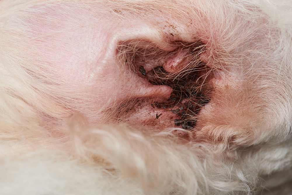 how do you treat a yeast infection in a dogs ear