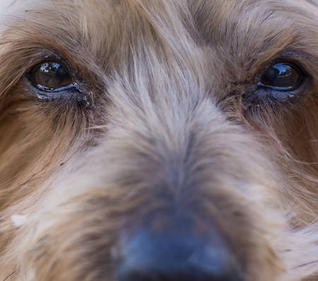 senior dog with vision loss looking sad (closeup on the eyes and face)