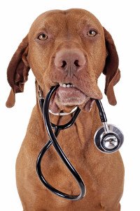 Older Vizla with stethoscope