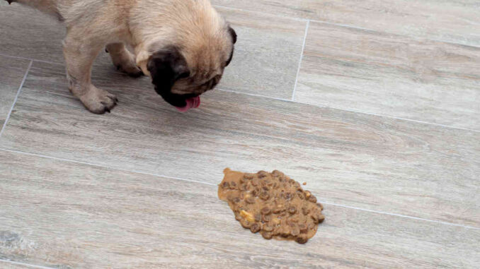 dog vomiting on floor